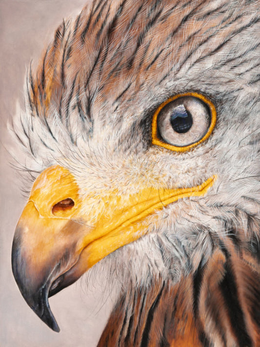 Close-up portrait of a bird of prey, likely a hawk or eagle, showing detailed brown and gray feathers, a yellow beak, and a sharp eye against a soft neutral background.