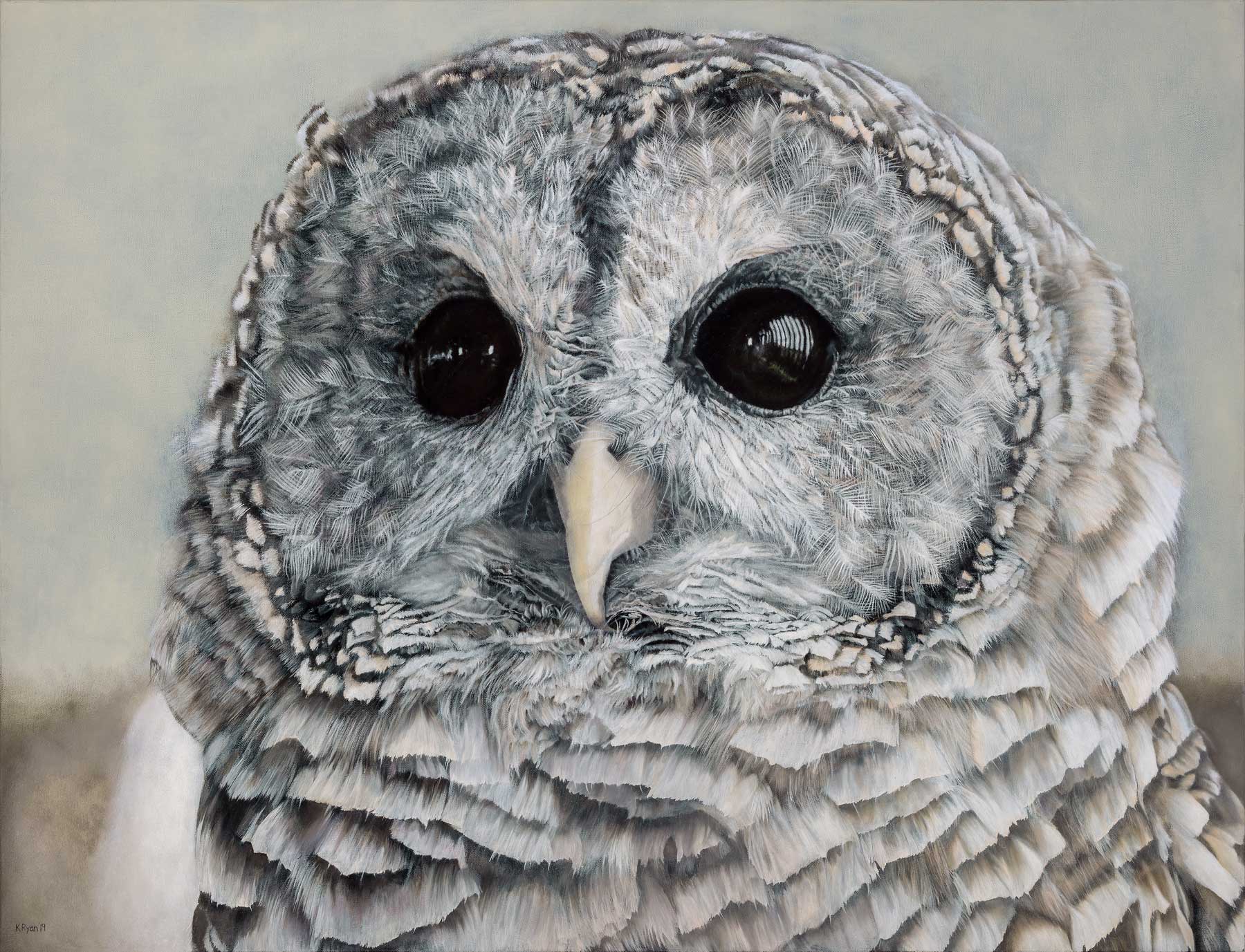Close-up of a barred owl with detailed feather texture.