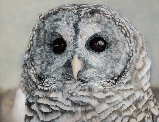 Close-up of a barred owl with detailed feather texture.