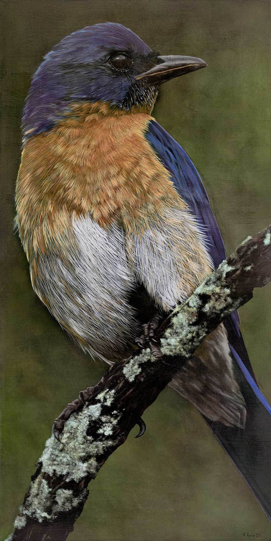 Bird with blue and orange plumage perched on a branch