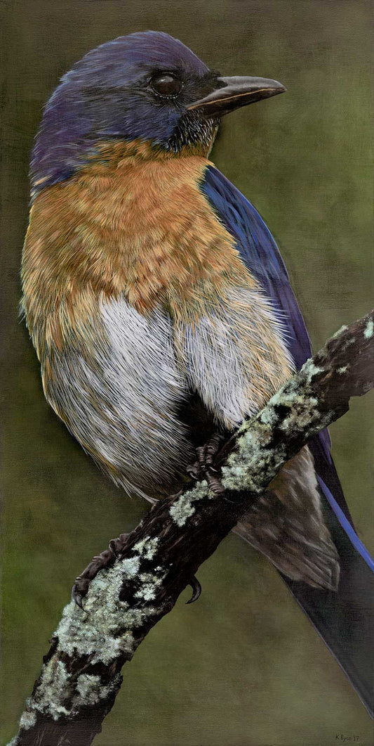 Bird with blue and orange plumage perched on a branch