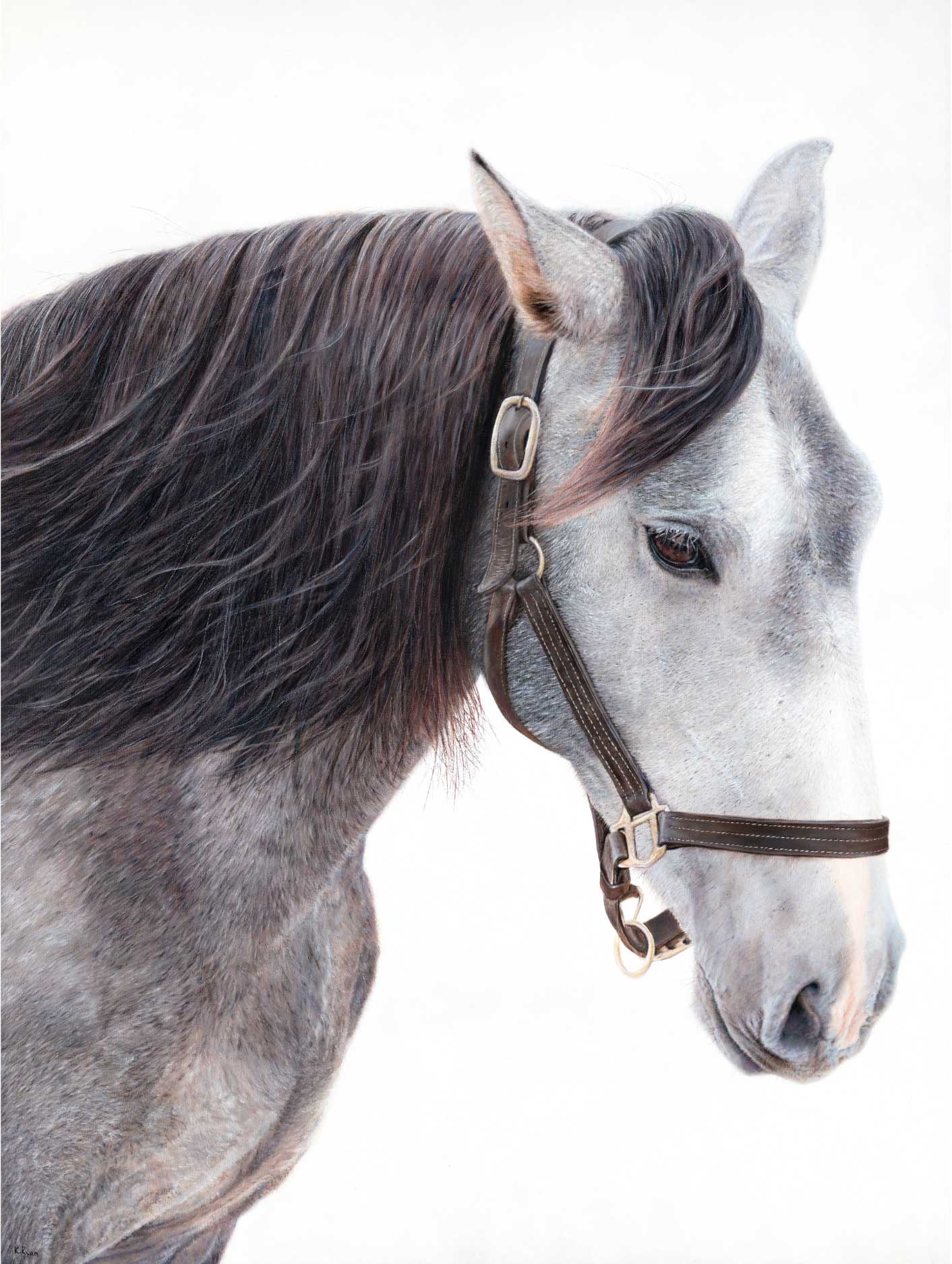 Close-up of a white and grey horse wearing a halter on a white background