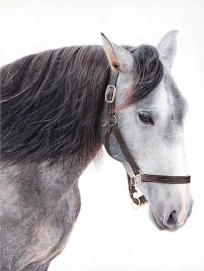Close-up of a white and grey horse wearing a halter on a white background